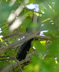 Cercomacra melanaria