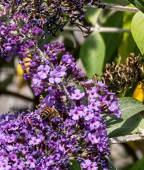 Apis mellifera