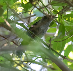 Cercomacra melanaria