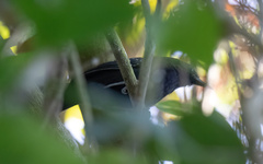 Cercomacra melanaria