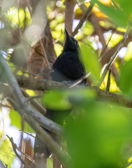 Cercomacra melanaria