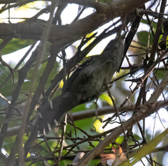 Cercomacra melanaria