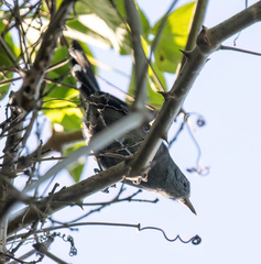 Cercomacra melanaria