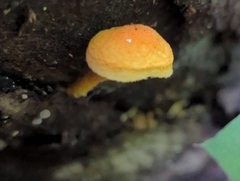 Cyptotrama chrysopepla