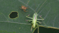 Hexacentrus japonicus