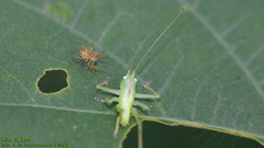 Hexacentrus japonicus