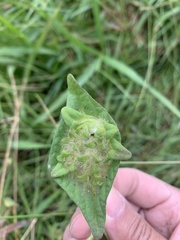 Ipomoea pileata
