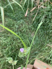 Ipomoea pileata