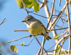 Serpophaga griseicapilla