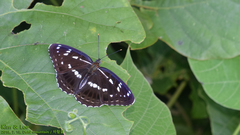 Limenitis helmanni