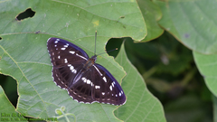 Limenitis helmanni