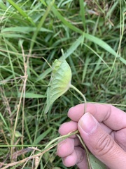 Ipomoea pileata