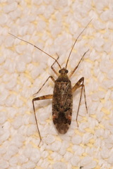 Phytocoris ulmi