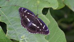 Limenitis helmanni