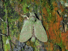 Netria viridescens