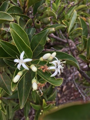 Coelospermum
