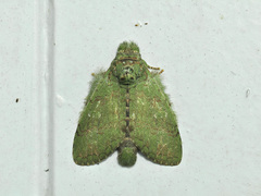 Netria viridescens
