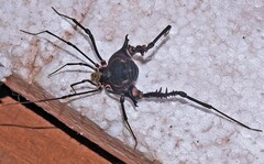 Geraeocormobius sylvarum