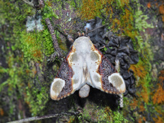 Formofentonia orbifer