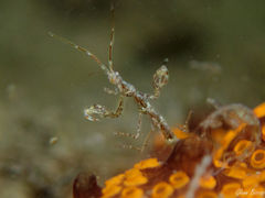 Phtisica marina