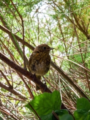 Erithacus rubecula