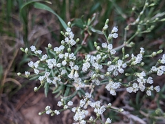 Eriogonum microtheca simpsonii