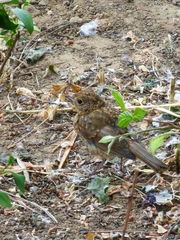 Erithacus rubecula