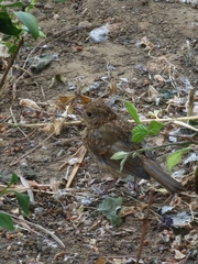 Erithacus rubecula