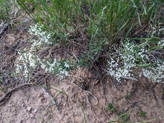 Eriogonum microtheca simpsonii
