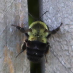 Bombus impatiens