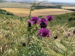 Centaurea scabiosa