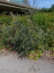 Hippophae rhamnoides
