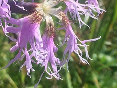 Dianthus superbus alpestris