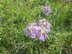 Dianthus superbus alpestris