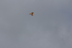 Falco columbarius aesalon