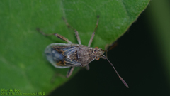Stictopleurus minutus