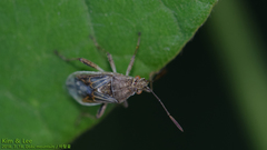 Stictopleurus minutus