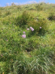 Dianthus superbus alpestris
