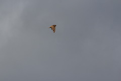 Falco columbarius aesalon