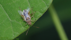 Stictopleurus minutus