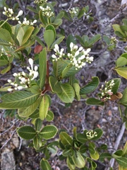 Psychotria calorhamnus