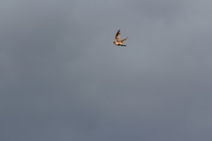 Falco columbarius aesalon