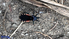 Ectrychotes andreae