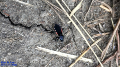 Ectrychotes andreae