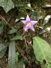 Conandron ramondioides