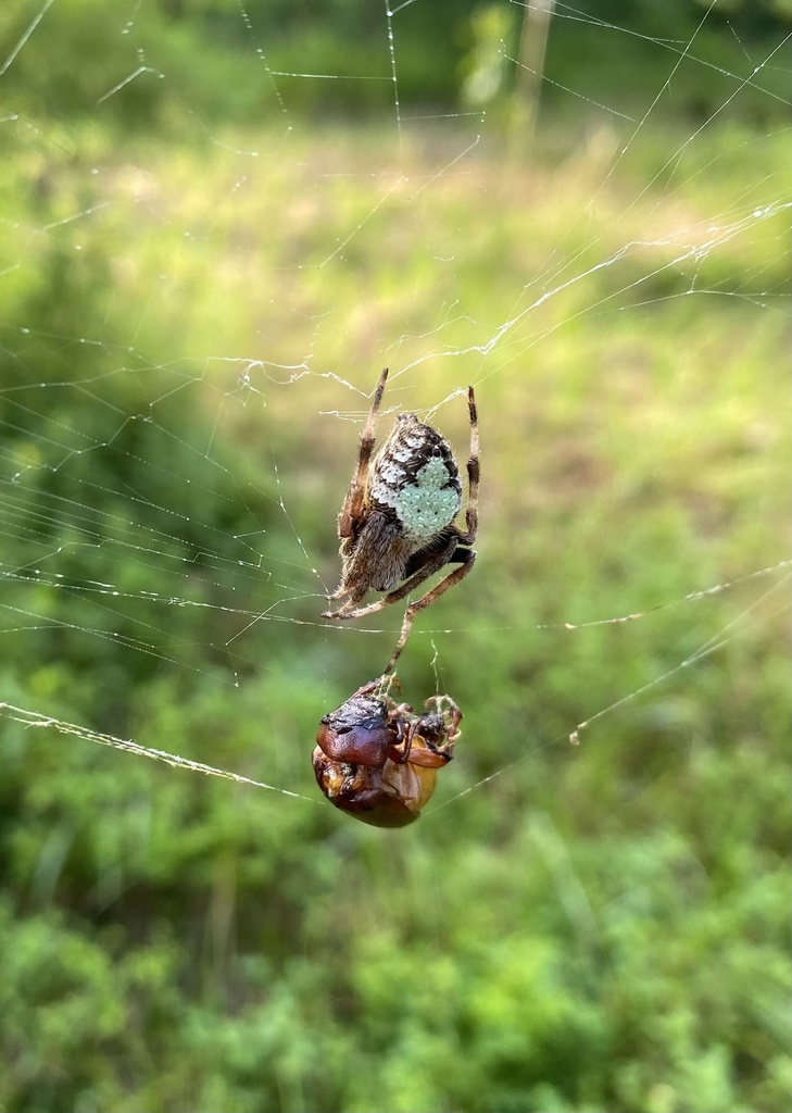 Tropical Orbweaver from I-10 E, Baton Rouge, LA, US on July 19, 2022 at ...