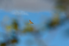 Falco columbarius aesalon