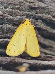 Setina roscida
