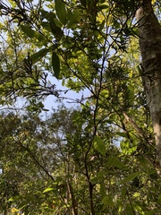 Calocedrus macrolepis