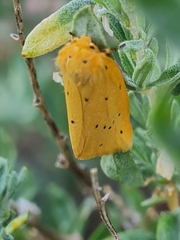 Setina roscida